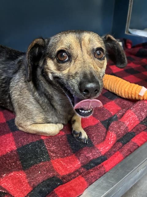 *MADGE, a dog for adoption from Ventura County Animal Regulation