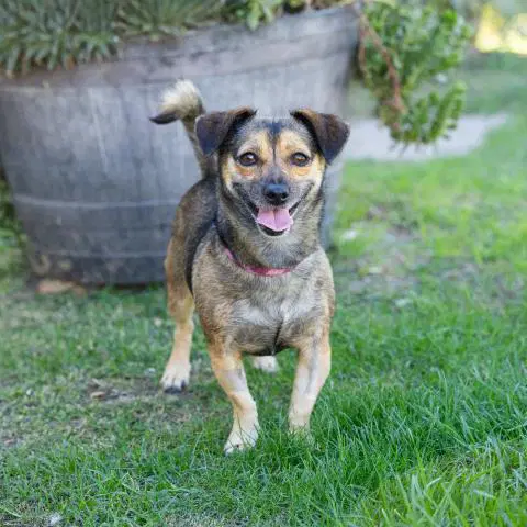 Madge - Chihuahua