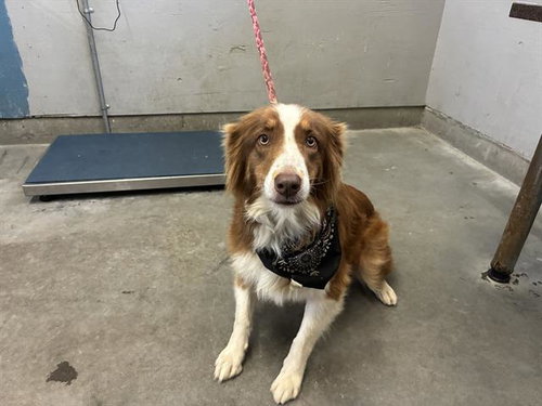 *KEELY, a dog for adoption from Ventura County Animal Regulation