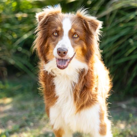 Keely, Australian Shepherd (medium coat)