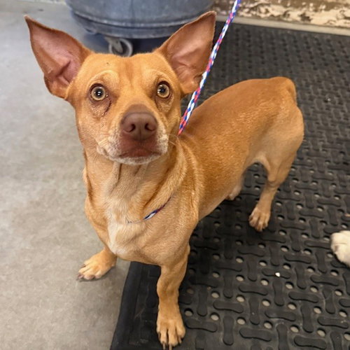 *PEANUT, a dog for adoption from Ventura County Animal Regulation
