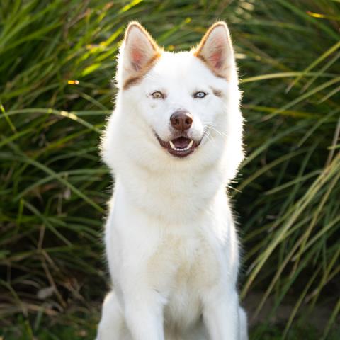 Iceberg, Siberian Husky (medium coat)