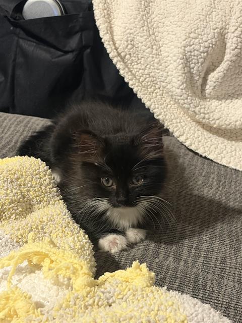 *BETTY, a cat for adoption from Ventura County Animal Regulation