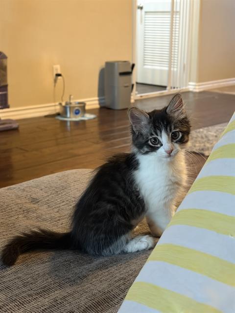 *TILLY, a cat for adoption from Ventura County Animal Regulation