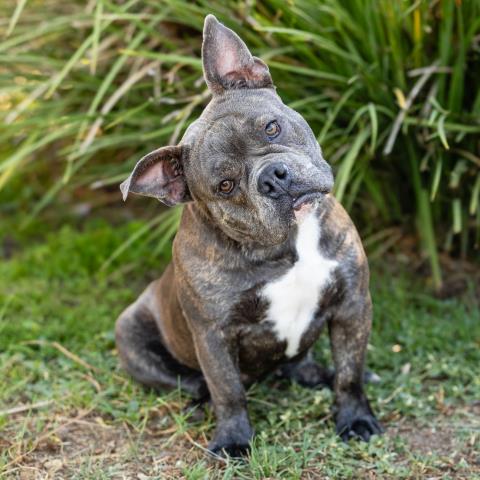 Swiftie, Staffordshire Bull Terrier / French Bulldog / Mixed (medium coat)