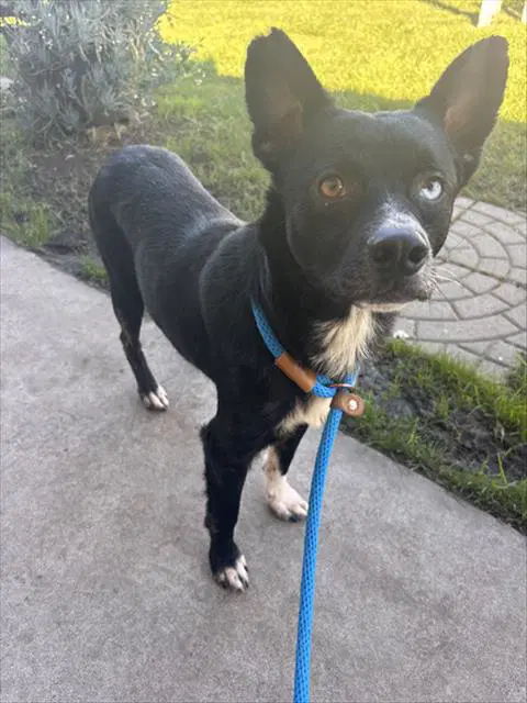 Poe - Australian Kelpie