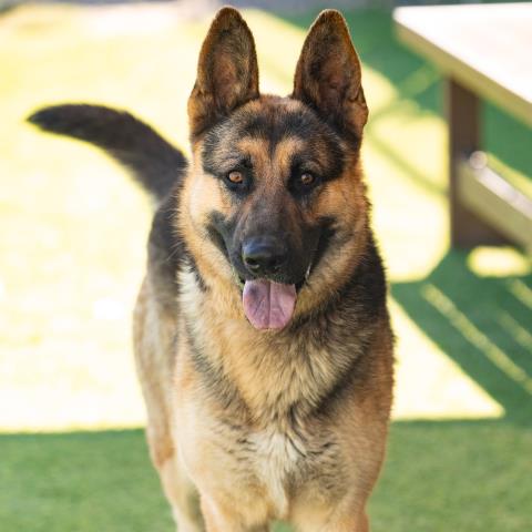 KENNEDY, a dog for adoption from Ventura County Animal Regulation