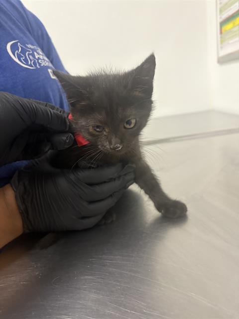A888553, a cat for adoption from Ventura County Animal Regulation