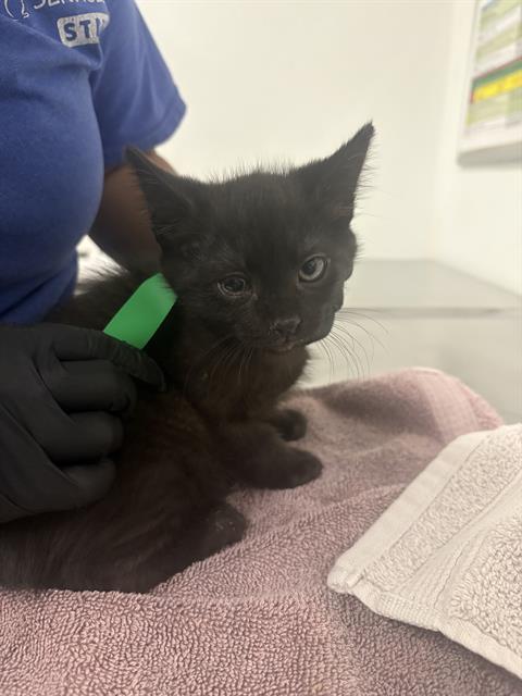 A888554, a cat for adoption from Ventura County Animal Regulation