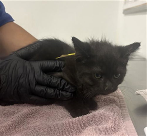 A888555, a cat for adoption from Ventura County Animal Regulation