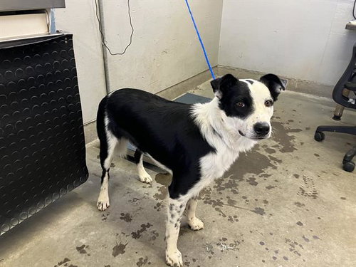 Ringo, Border Collie / Mixed (medium coat)