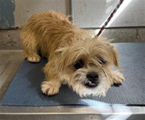 Hoisin, Cairn Terrier (medium coat)