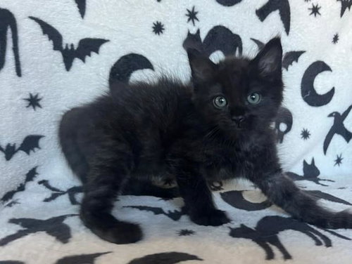 Lolo, Domestic Short Hair (medium coat)