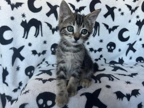 Miles, Domestic Short Hair (medium coat)