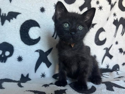 Nada, Domestic Short Hair (medium coat)