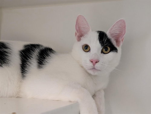 Panda, Domestic Short Hair (medium coat)