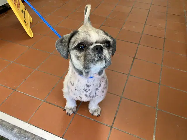 Biff - Shih Tzu