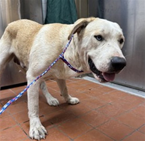 Hubert, Labrador Retriever / Mixed (medium coat)