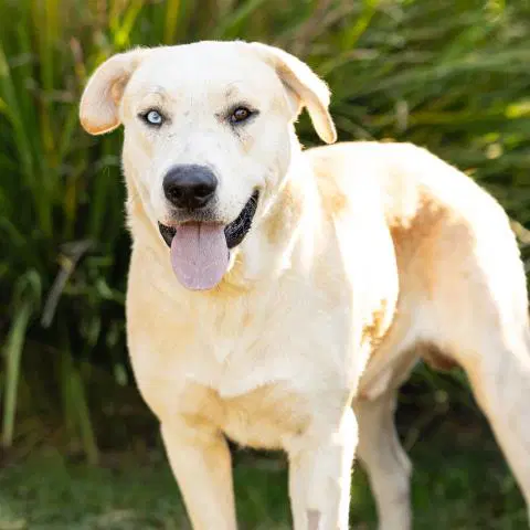 Hubert - Labrador Retriever