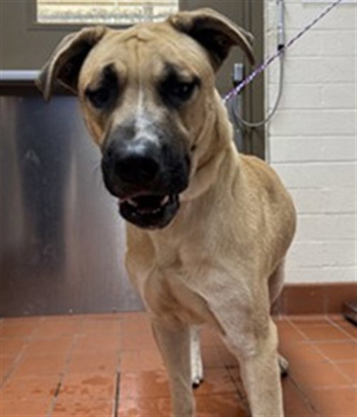 Daniel, Great Dane / Mixed (medium coat)