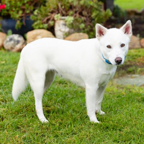 Dora, Australian Cattle Dog/Blue Heeler / Mixed (medium coat)