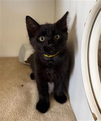 Nico, Domestic Short Hair (medium coat)