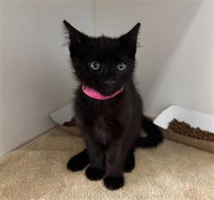Coco, Domestic Short Hair (medium coat)