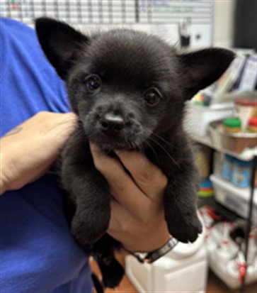 Blossom, Schipperke / Mixed (medium coat)
