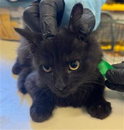 A888499, a cat for adoption from Ventura County Animal Regulation