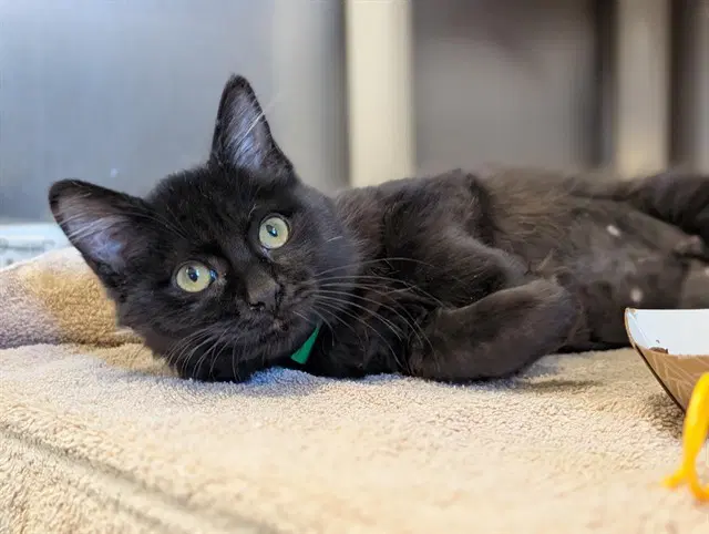 Unknown - Domestic Short Hair