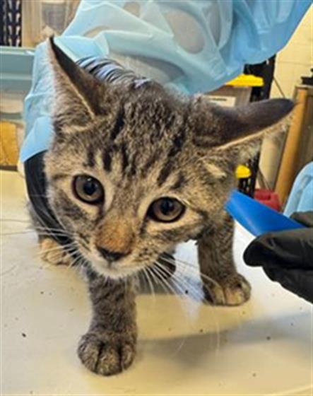 A888500, a cat for adoption from Ventura County Animal Regulation