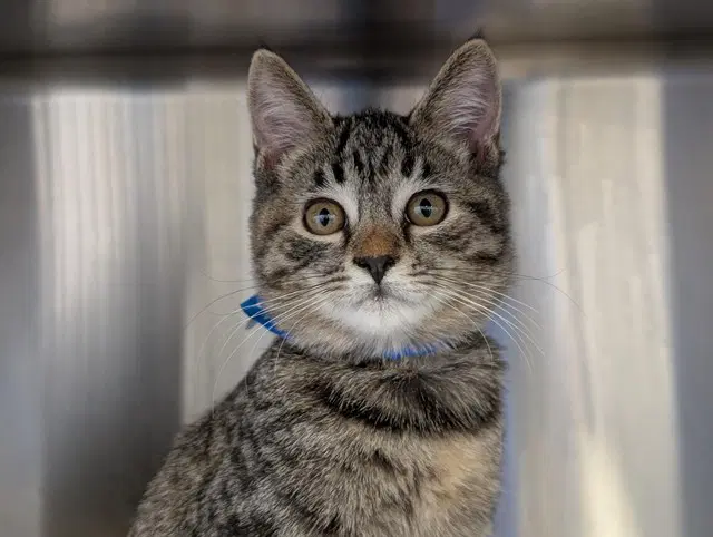Unknown - Domestic Short Hair