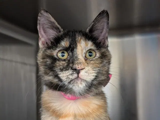 Unknown - Domestic Short Hair