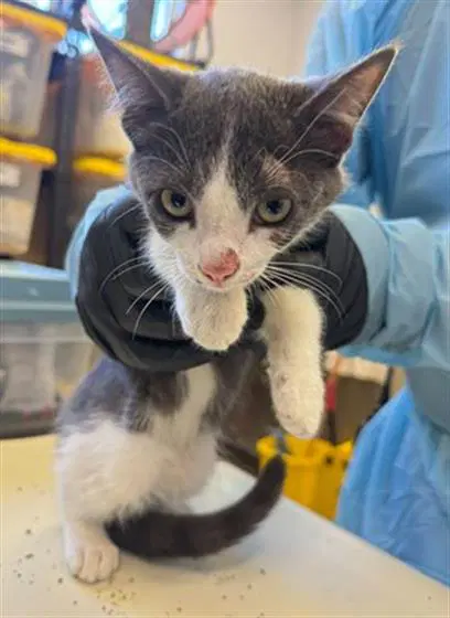 Unknown - Domestic Short Hair
