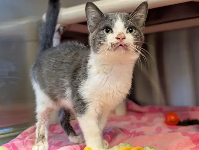 Unknown - Domestic Short Hair