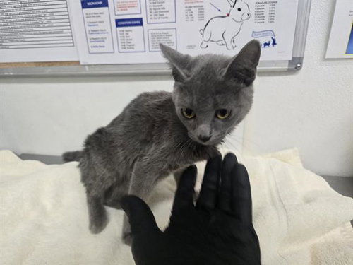 A888650, a cat for adoption from Ventura County Animal Regulation