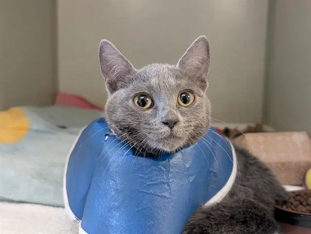Yemaya - Domestic Short Hair