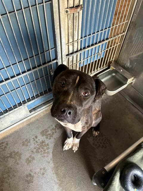 A888449, a dog for adoption from Ventura County Animal Regulation