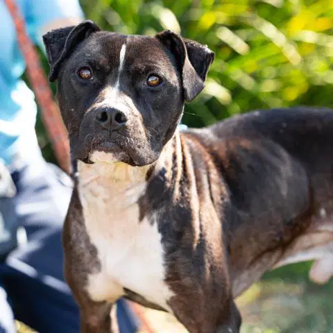 Homie - Pit Bull Terrier