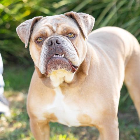 MAPLE, a dog for adoption from Ventura County Animal Regulation