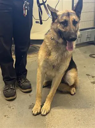 Timmy - German Shepherd Dog