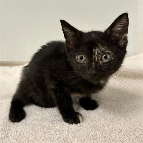 PINK COLLAR, a cat for adoption from Ventura County Animal Regulation