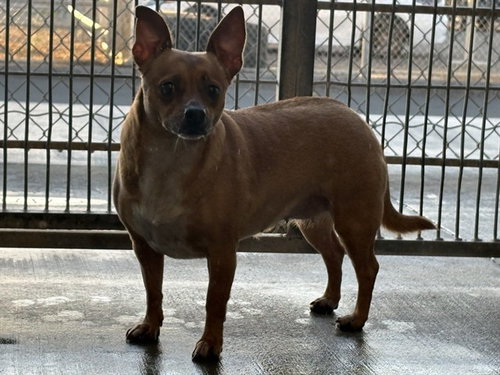 KIWI, a dog for adoption from Ventura County Animal Regulation