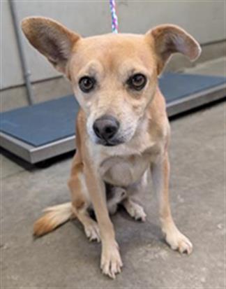 *SHILO, a dog for adoption from Ventura County Animal Regulation