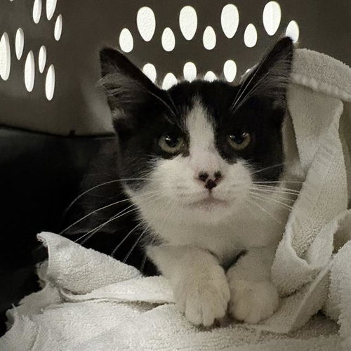 A888670, a cat for adoption from Ventura County Animal Regulation