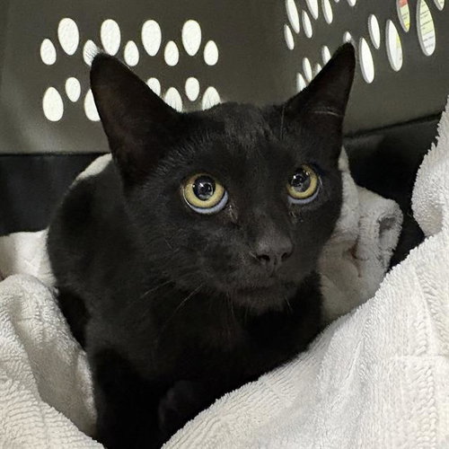 A888671, a cat for adoption from Ventura County Animal Regulation
