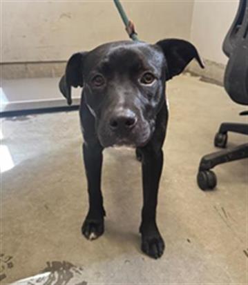 *GOOFY, a dog for adoption from Ventura County Animal Regulation
