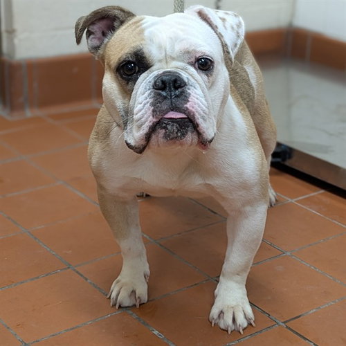 A888686, a dog for adoption from Ventura County Animal Regulation