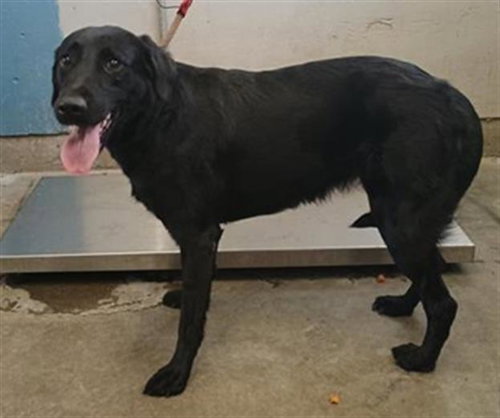 A888698, a dog for adoption from Ventura County Animal Regulation