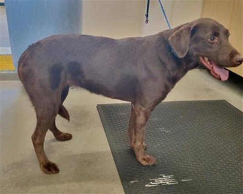 A888699, a dog for adoption from Ventura County Animal Regulation